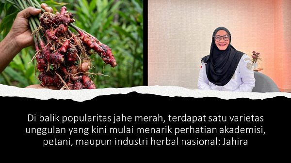 Dari Laboratorium ke Industri, Jahira Dorong Jahe Merah Indonesia Naik Kelas